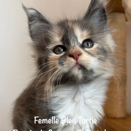 Superbes chatons maine coon loof à réserver #3