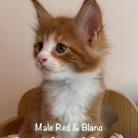 Superbes chatons maine coon loof à réserver #4