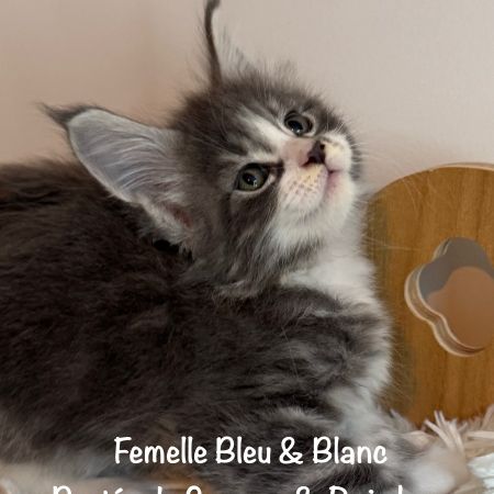 Superbes chatons maine coon loof à réserver #5