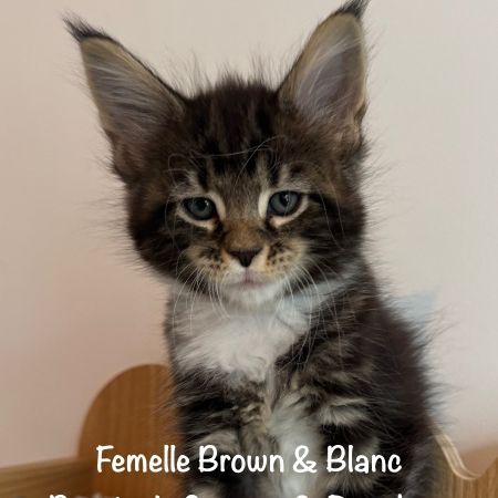 Superbes chatons maine coon loof à réserver #6