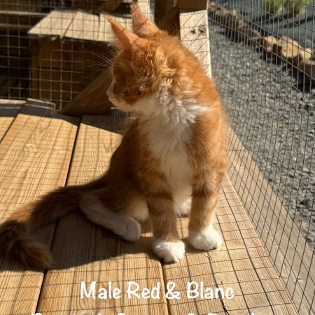 Superbes chatons maine coon loof à réserver #2