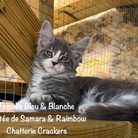 Superbes chatons maine coon loof à réserver #3