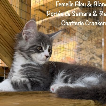 Superbes chatons maine coon loof à réserver #4