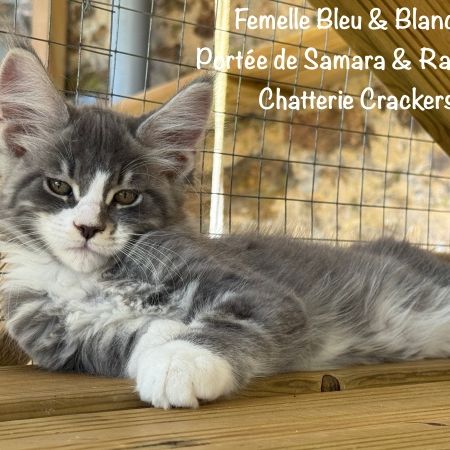 Superbes chatons maine coon loof à réserver #6