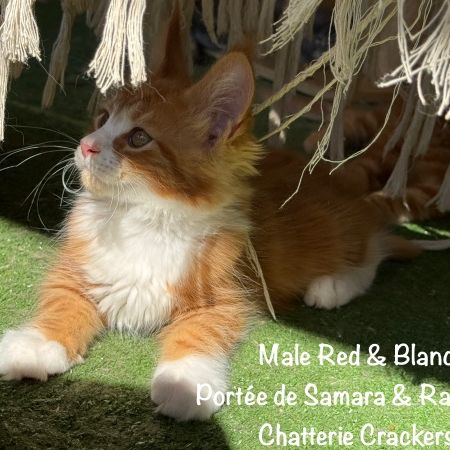 Superbes chatons maine coon loof à réserver #7