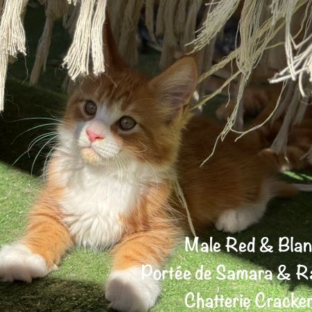 Superbes chatons maine coon loof à réserver #8