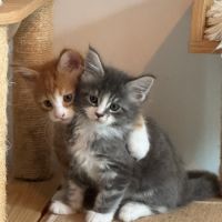 Superbes chatons maine coon loof à réserver #2