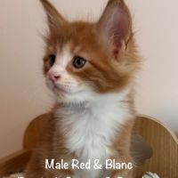 Superbes chatons maine coon loof à réserver #4