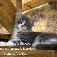 Superbes chatons maine coon loof à réserver #3