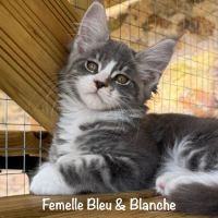 Superbes chatons maine coon loof à réserver #5