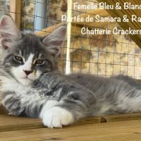 Superbes chatons maine coon loof à réserver #6