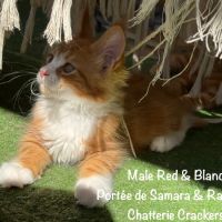 Superbes chatons maine coon loof à réserver #7