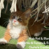 Superbes chatons maine coon loof à réserver #8