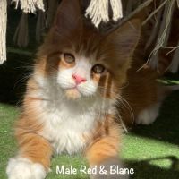 Superbes chatons maine coon loof à réserver #9