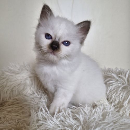 Chaton loof à réserver #2