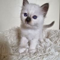 Chaton loof à réserver