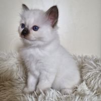 Chaton loof à réserver #3
