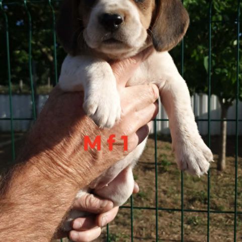 Chiots beagle #2