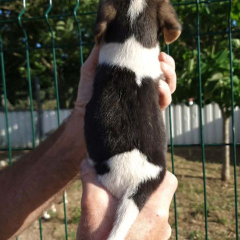 Chiots beagle #3