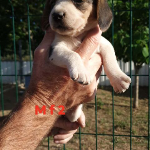 Chiots beagle #4