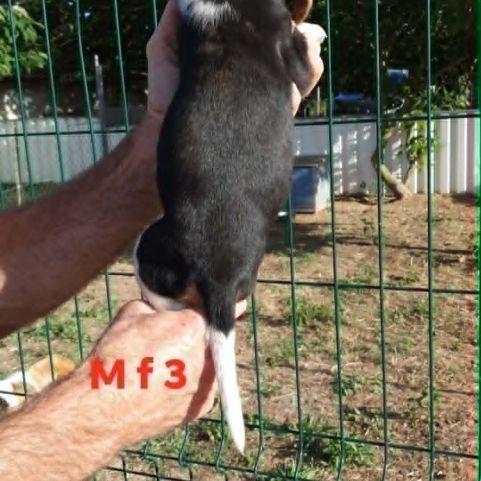 Chiots beagle #5