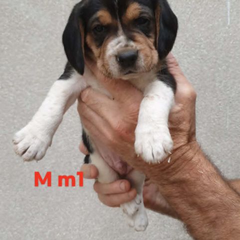 Chiots beagle #2