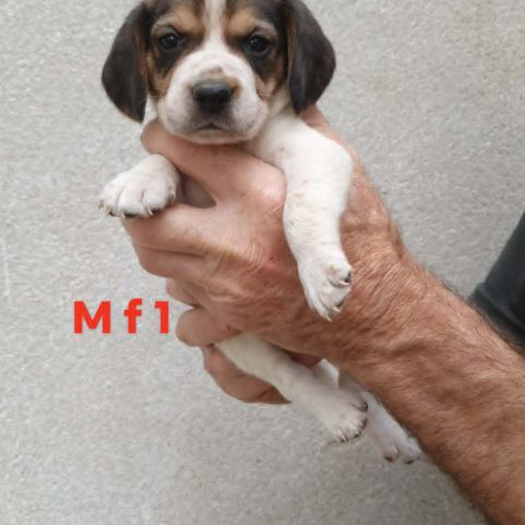 Chiots beagle #3