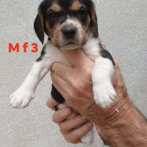 Chiots beagle #4