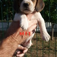 Chiots beagle #2