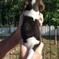 Chiots beagle #3