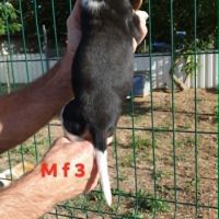 Chiots beagle #5