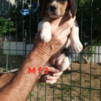 Chiots beagle #6