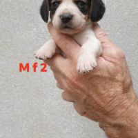 Chiots beagle