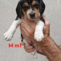 Chiots beagle #2