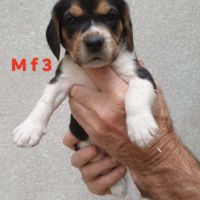 Chiots beagle #4