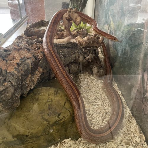 Serpent des blés avec terrarium