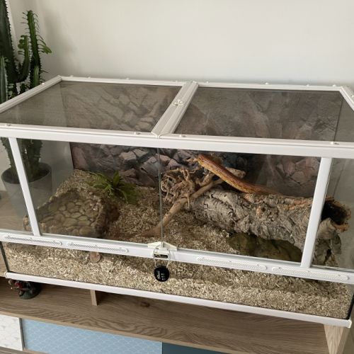 Serpent des blés avec terrarium #2