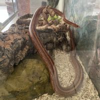 Serpent des blés avec terrarium #0