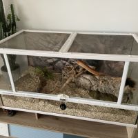 Serpent des blés avec terrarium #2