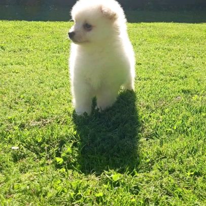 Chiot spitz #5