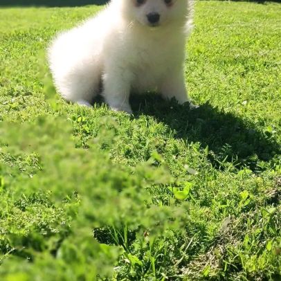 Chiot spitz #6