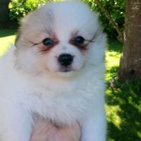 Chiot spitz