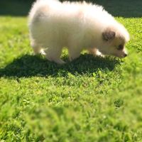 Chiot spitz #3