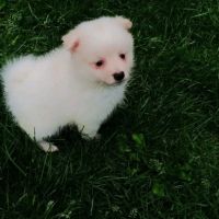 Chiot spitz #4
