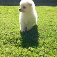 Chiot spitz #5