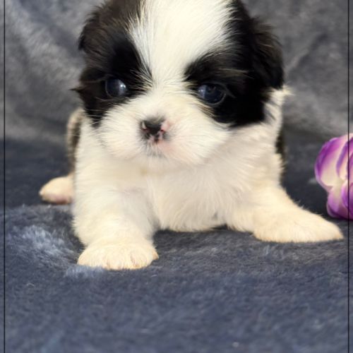 Bulle, superbe femelle shihtzu ,noir et blanc, lof