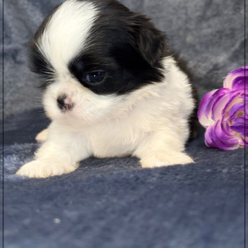 Bulle, superbe femelle shihtzu ,noir et blanc, lof #2
