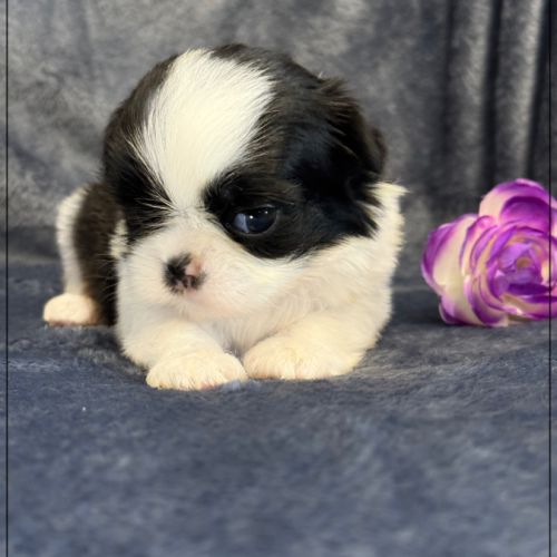 Bulle, superbe femelle shihtzu ,noir et blanc, lof #3