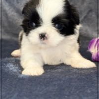 Bulle, superbe femelle shihtzu ,noir et blanc, lof