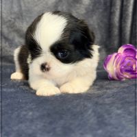 Bulle, superbe femelle shihtzu ,noir et blanc, lof #3